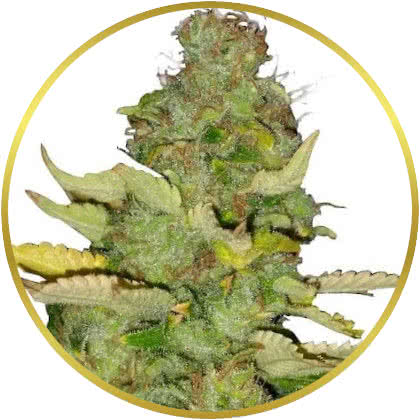 Maui Wowie cannabis strain