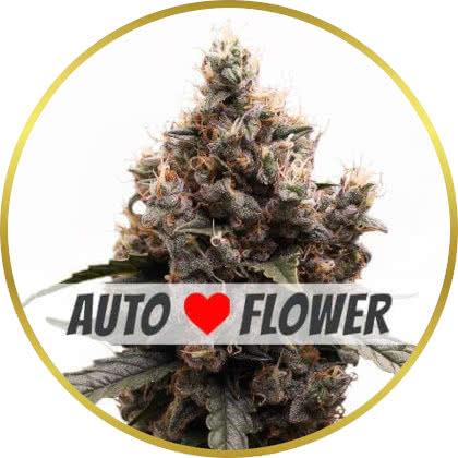 Mimosa Auto cannabis strain