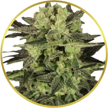 Mk Ultra cannabis strain