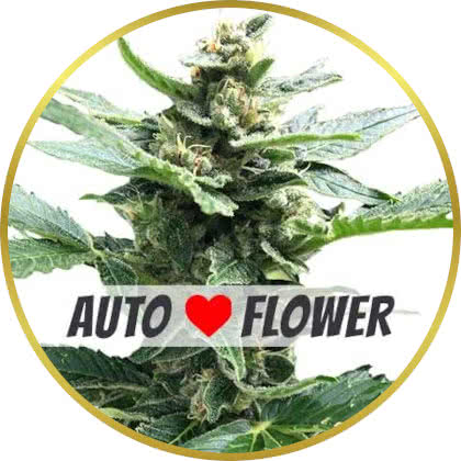 Northern Lights Auto cannabis strain