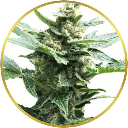Northern Lights cannabis strain