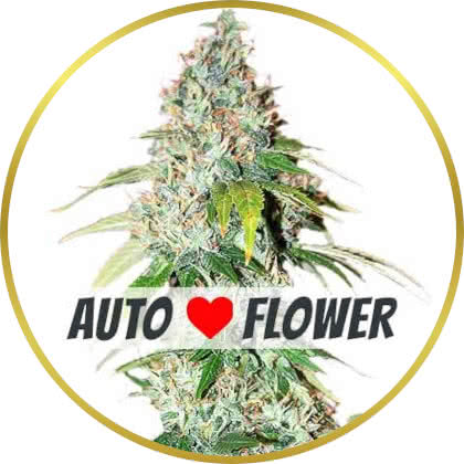 Og Kush Auto cannabis strain