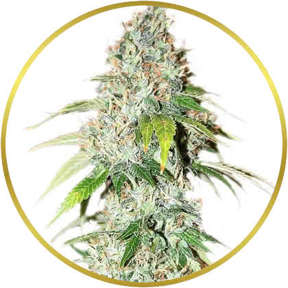 OG Kush cannabis strain