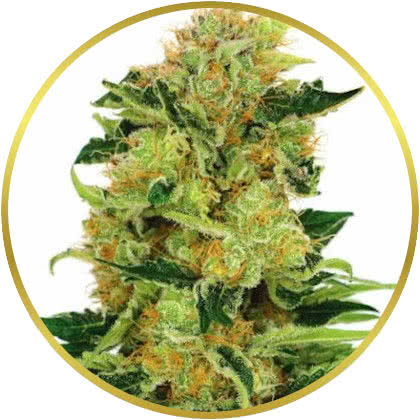 Pineapple Haze cannabis strain