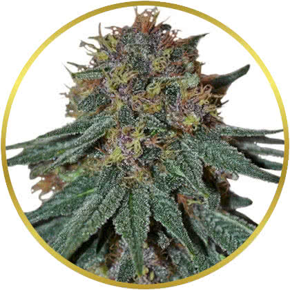 Purple Haze cannabis strain