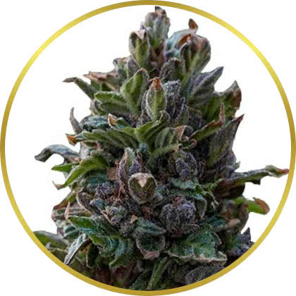 Purple Punch cannabis strain