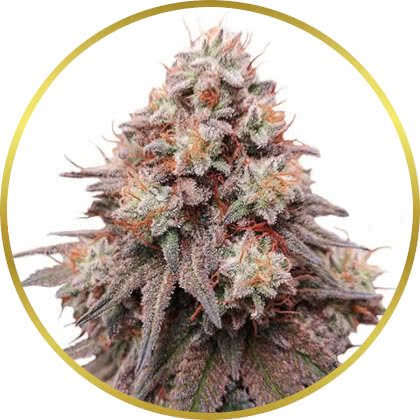 Rainbow Glue cannabis strain