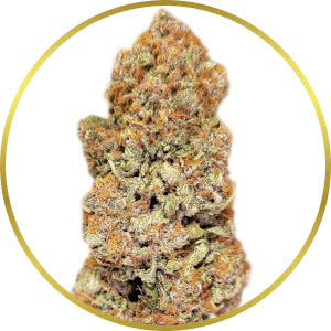 Runtz Autoflower strain bud closeup
