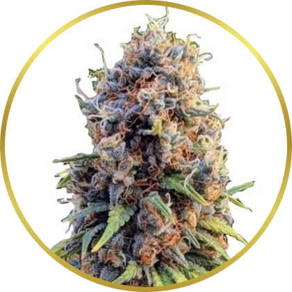 Runtz cannabis strain