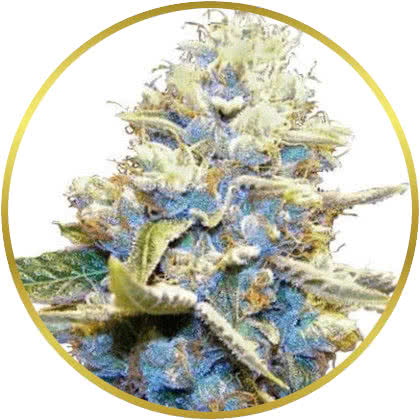 Skywalker Og cannabis strain