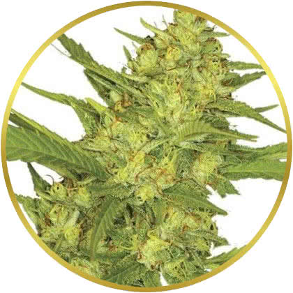 Sour Diesel cannabis strain