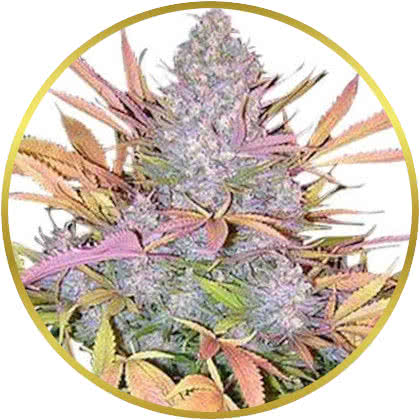 Strawberry Cough cannabis strain