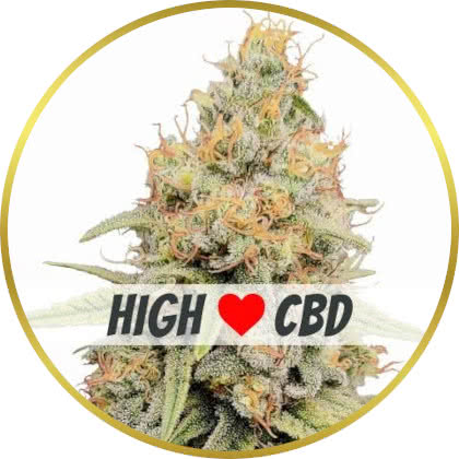 Strawberry Kush CBD cannabis strain