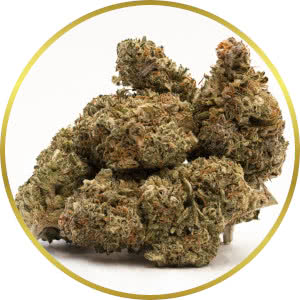 Strawberry Kush strain bud closeup