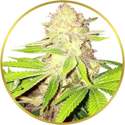 Strawberry Kush cannabis strain