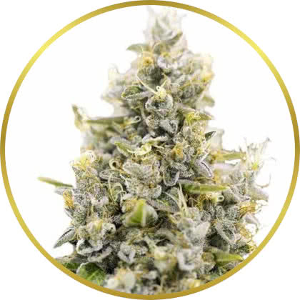 Sunset Sherbet cannabis strain