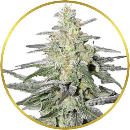 Super Silver Haze cannabis strain