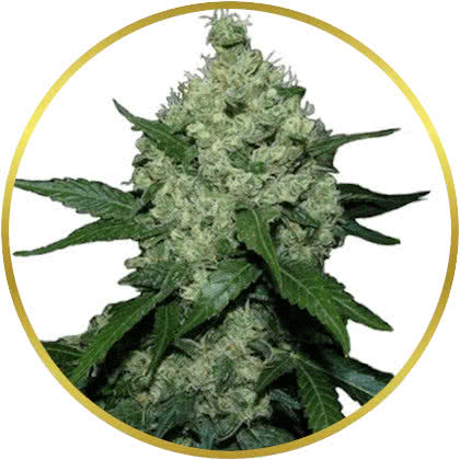 Super Skunk cannabis strain