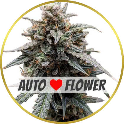 Sweet Tooth Auto cannabis strain