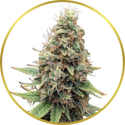 Tangie cannabis strain