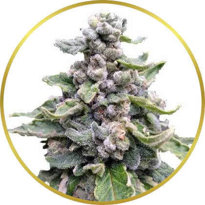 Tropicana Cookies cannabis strain