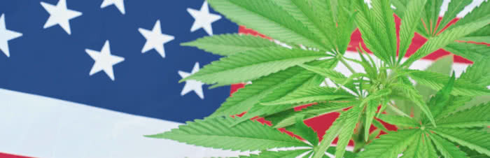 USA flag behind cannabis plant
