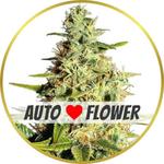 Afghan Autoflower Seeds for sale USA