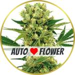 Amnesia Haze Autoflower Seeds for sale USA