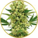Amnesia Haze Feminized Seeds for sale USA