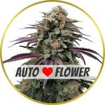 Apple Fritter Autoflower Seeds for sale USA