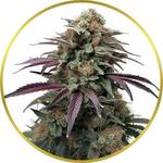 Apple Fritter Feminized Seeds for sale USA