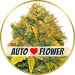 Banana Kush Autoflower Seeds for sale USA