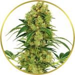 Big Bud Feminized Seeds for sale USA