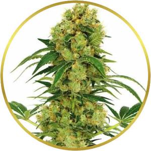 Big Bud marijuana strain