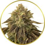 Biscotti Feminized Seeds for sale USA