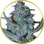 Blue Cheese Feminized Seeds for sale USA