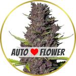 Blue Dream Autoflower Seeds for sale USA