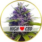 Blueberry CBD Feminized Seeds for sale USA