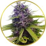 Blueberry Feminized Seeds for sale USA