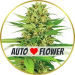 Bubble Gum Autoflower Seeds for sale USA