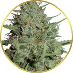 California Dream Feminized Seeds for sale USA