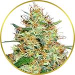 Candy Kush Feminized Seeds for sale USA