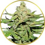 Cannatonic Feminized Seeds for sale USA