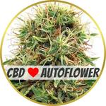 CBD Kush Autoflower Seeds for sale USA