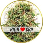 CBD Kush Feminized Seeds for sale USA