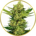 Cheese Feminized Seeds for sale USA