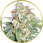 Cherry Pie Feminized Seeds for sale USA