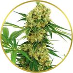Chocolope Feminized Seeds for sale USA
