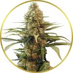 Chronic Widow Feminized Seeds for sale USA