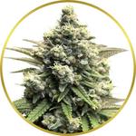 Crystal Feminized Seeds for sale USA